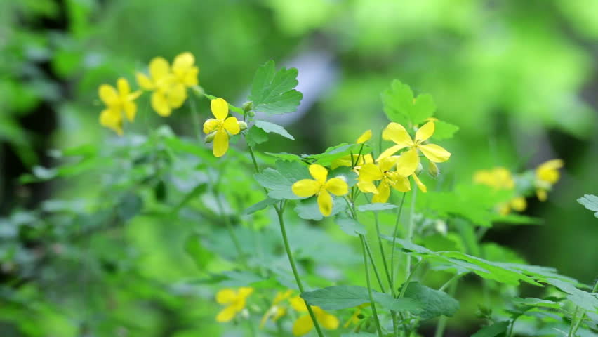 Latrapeci i madh shmangu operacionin e syve