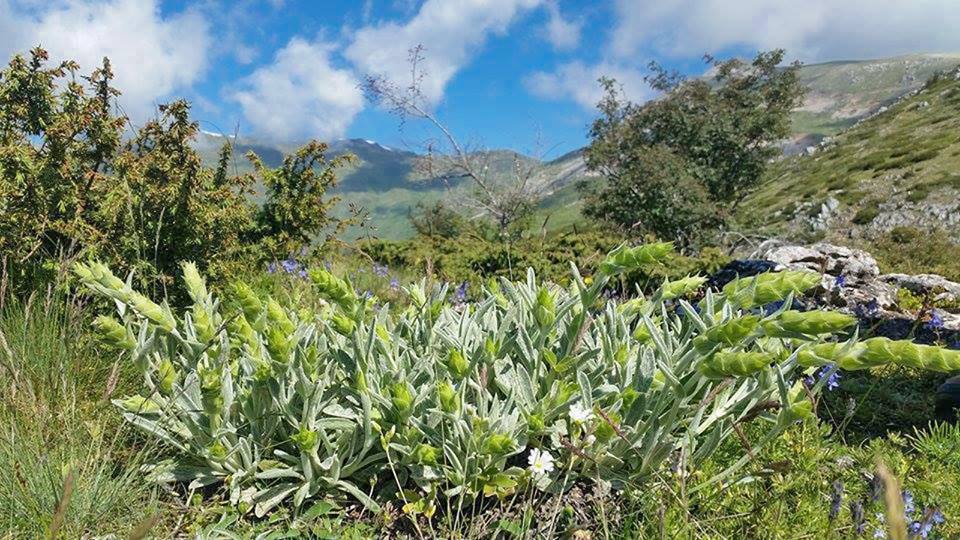 Çaji i malit, bima strategjike e ushtrisë sonë para ’90-s. Studimet tregojnë efektin për osteoporozën, ulcerën dhe kancerin